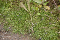 Hygrophila serpyllum